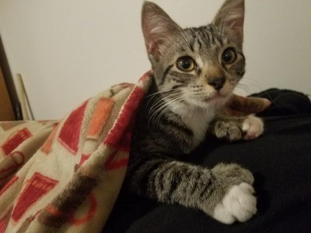 Mittens Mittens