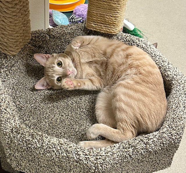 Click for full size picture - Muffin