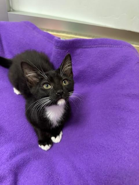 Tux Tux