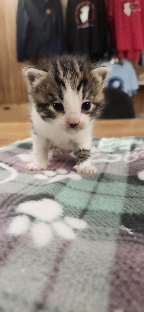 Click for full size picture - Kitten 27831 (Tammy)