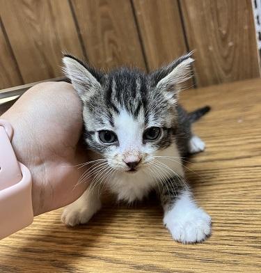 Click for full size picture - Kitten 27831 (Tammy)
