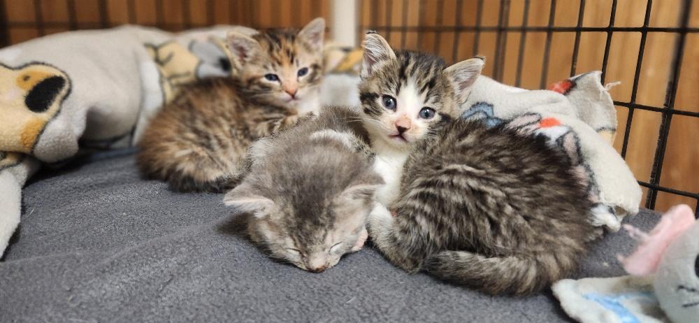 Click for full size picture - Kitten 27831 (Tammy)