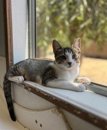 Kitten 27831 (Tammy)