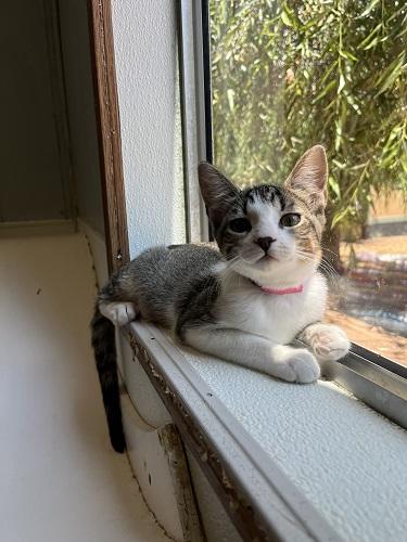 Click for full size picture - Kitten 27831 (Tammy)