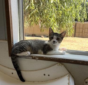 Click for full size picture - Kitten 27831 (Tammy)