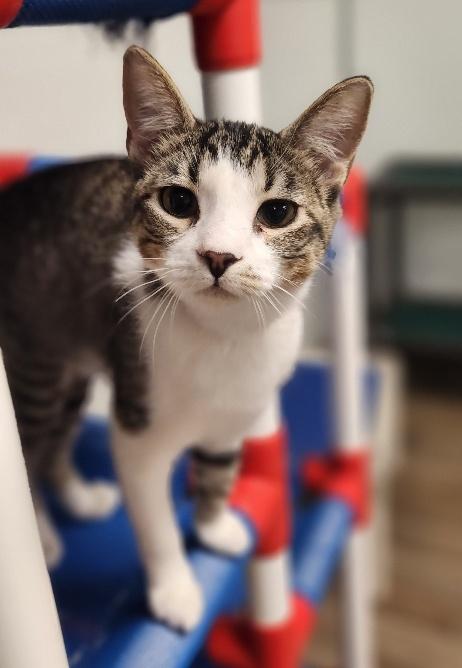 Click for full size picture - Kitten 27831 (Tammy)
