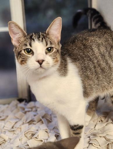 Click for full size picture - Kitten 27831 (Tammy)