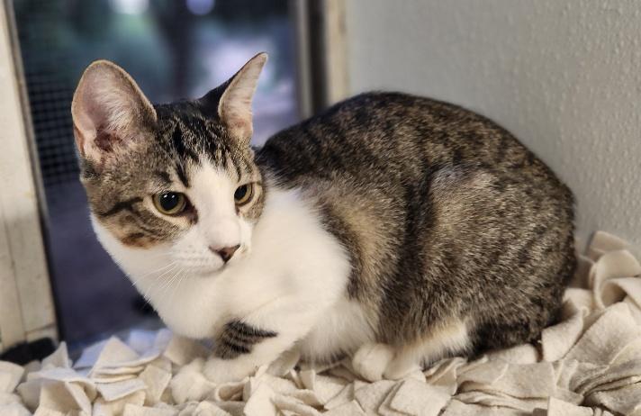 Click for full size picture - Kitten 27831 (Tammy)