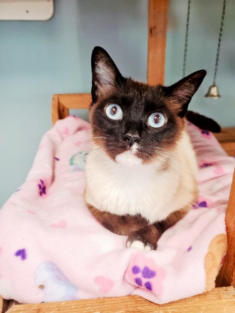 Cat 18632 (Tilly) Cat 18632 (Tilly)