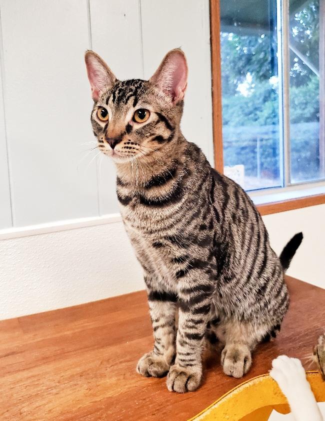 Kitten 22732 (Byrd) Kitten 22732 (Byrd)