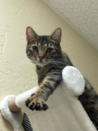 Click for full size picture - Ringo