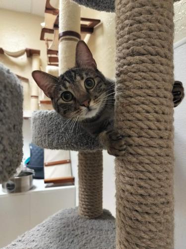 Click for full size picture - Ringo