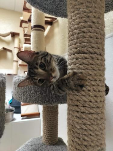 Click for full size picture - Ringo