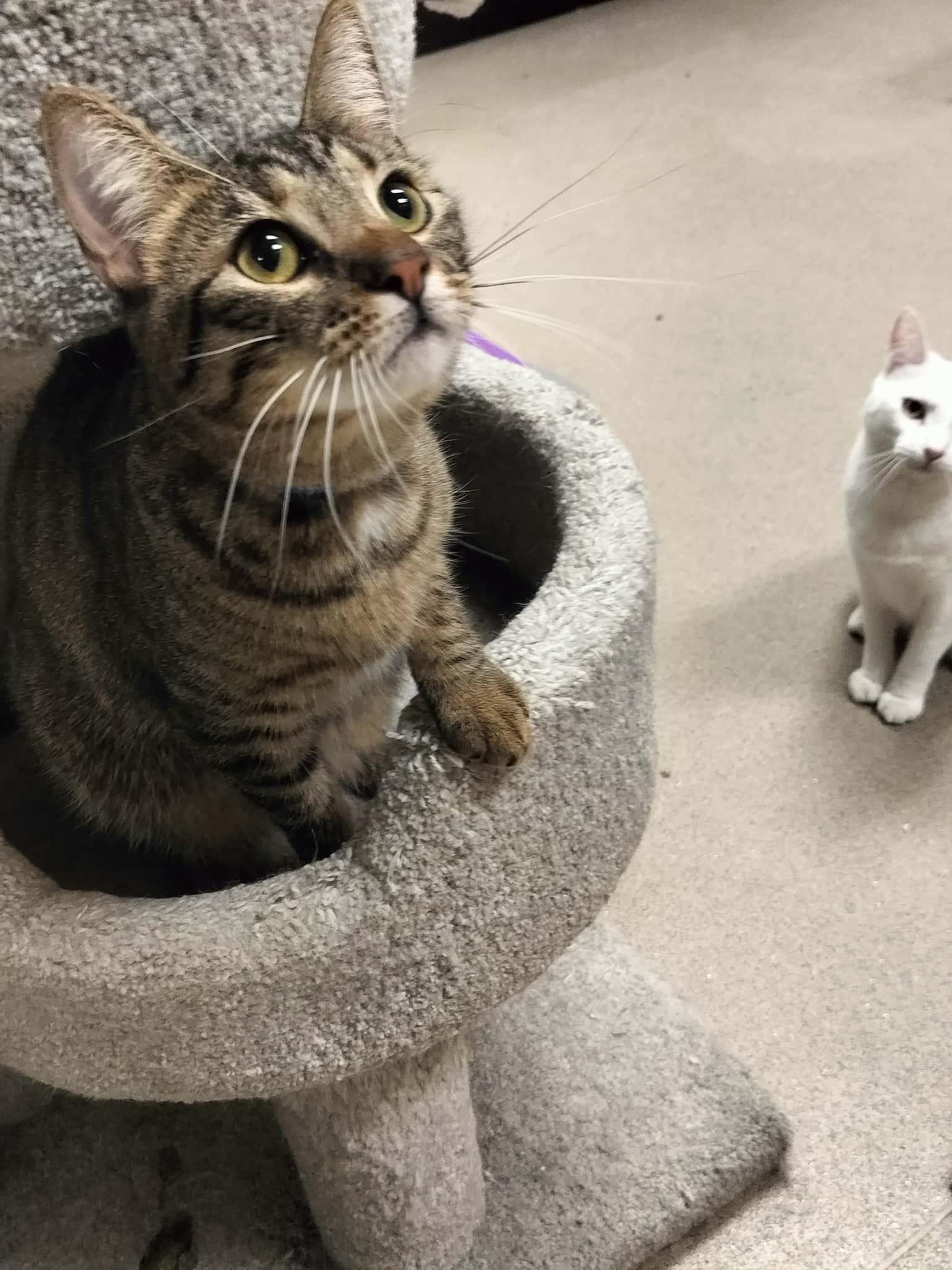 Click for full size picture - Ringo