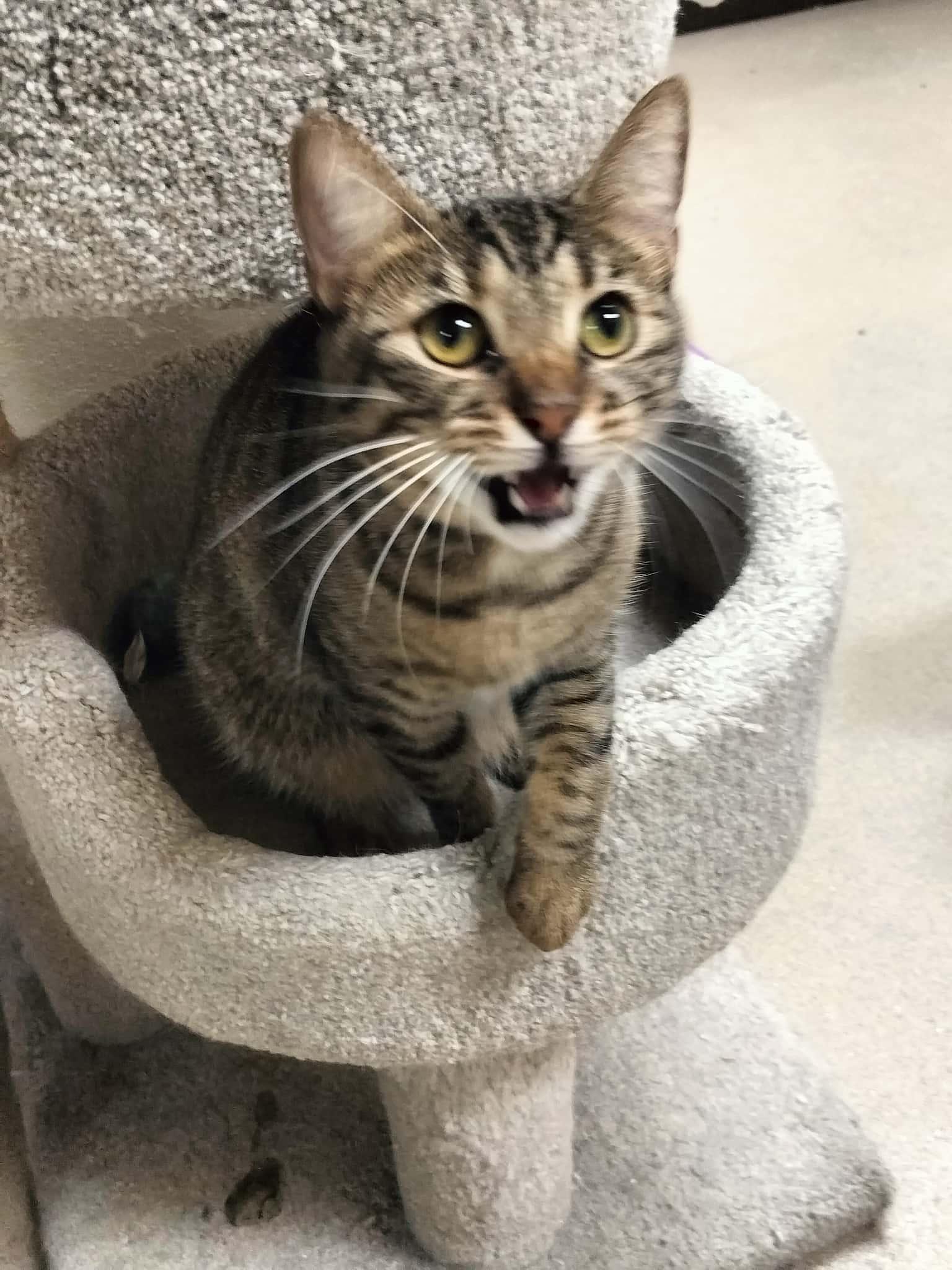 Click for full size picture - Ringo