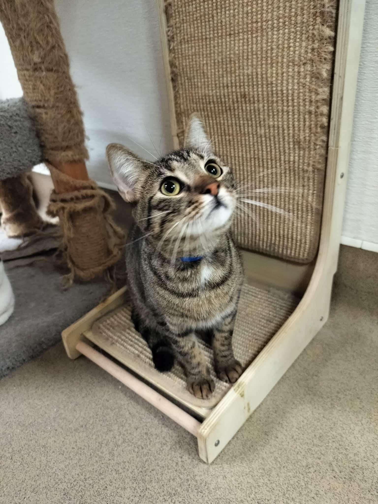 Click for full size picture - Ringo