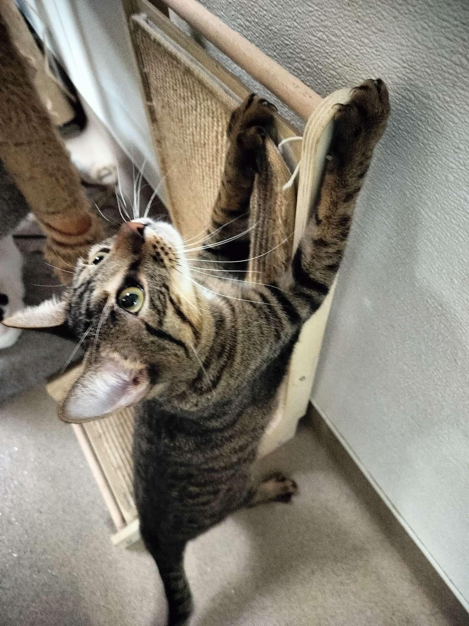 Click for full size picture - Ringo