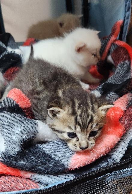 Click for full size picture - Kitten 27632 (Alec)