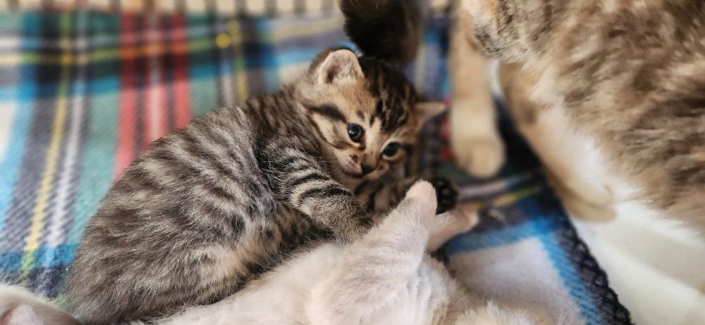 Click for full size picture - Kitten 27632 (Alec)