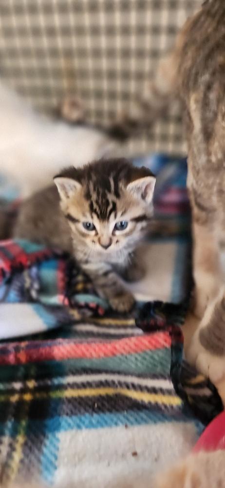 Click for full size picture - Kitten 27632 (Alec)