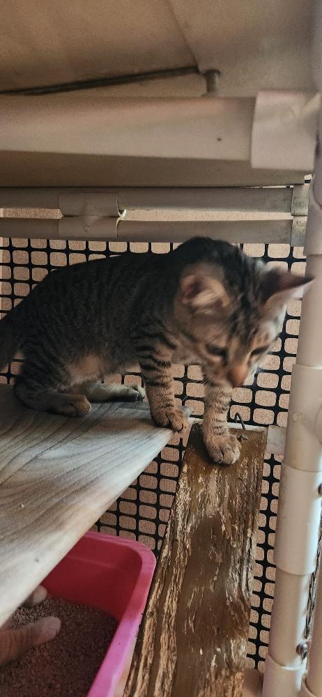 Click for full size picture - Kitten 27632 (Alec)