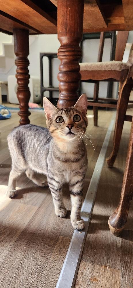 Kitten 27632 (Alec)