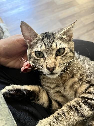 Click for full size picture - Kitten 27632 (Alec)
