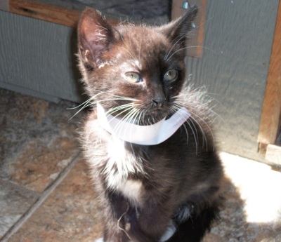 Minni (Kitten 3633)