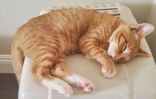 Carter - The Cat House on the Kings