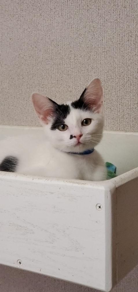 Kitten 22033 Kitten 22033