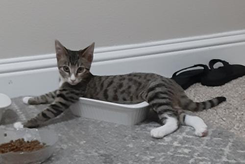 Tiger Tiger