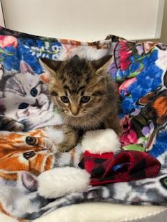 Click for full size picture - Butterfinger