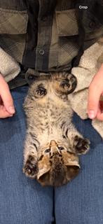 Click for full size picture - Butterfinger