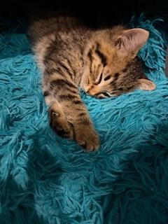 Click for full size picture - Butterfinger