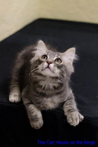 Nermal Nermal