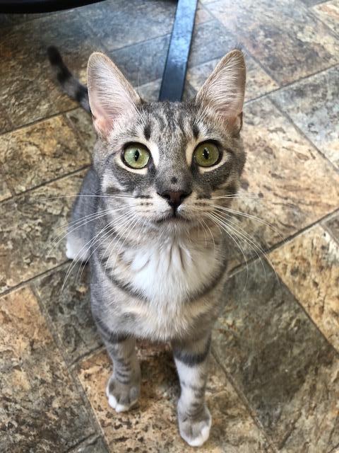 Cat 17734 (Fred) Cat 17734 (Fred)