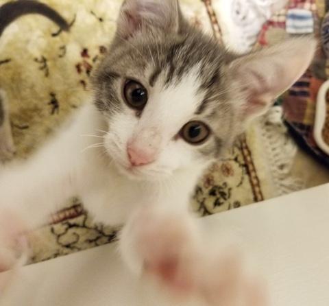 Simon Simon
