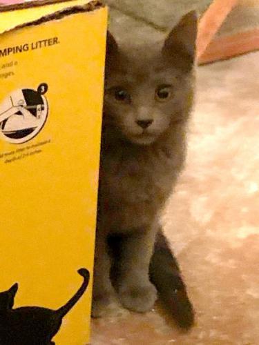 Kona Kona