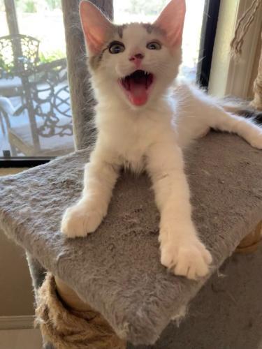 Chloe Chloe