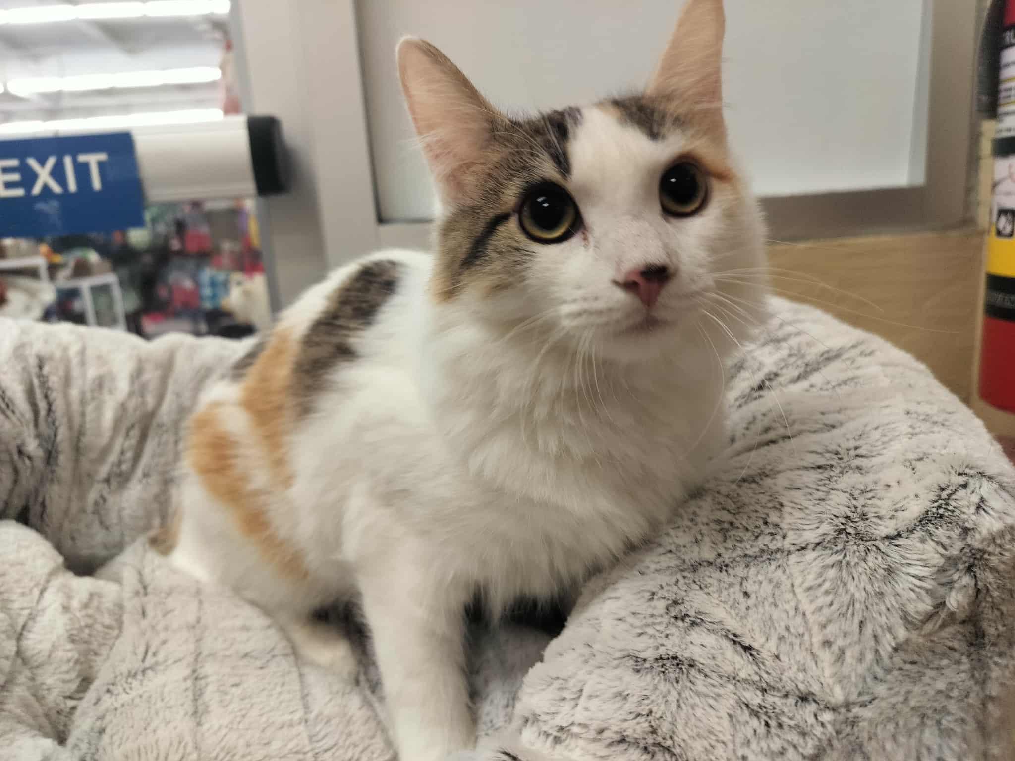 Chloe