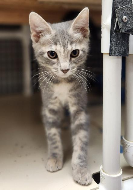 Kitten 26934 (Shimmer) Kitten 26934 (Shimmer)