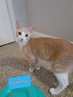 Tommy