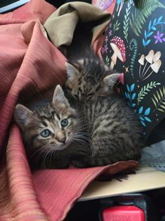 Click for full size picture - Reeces