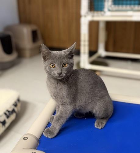 Kitten 28234 (Biscoff)