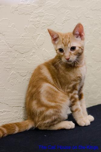 Garfield Garfield