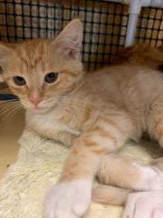 Kitten 18435 Kitten 18435