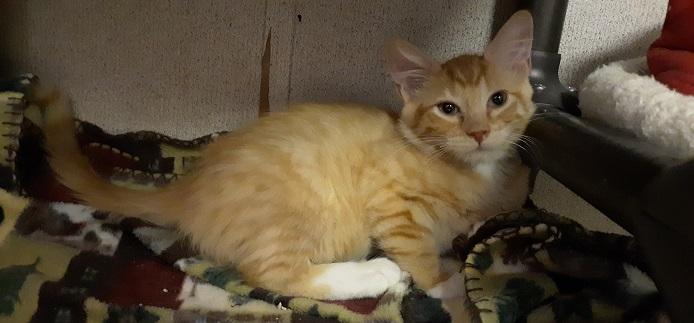 Kitten 18835 Kitten 18835