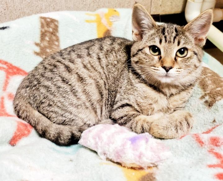 Kitten 22435 Kitten 22435
