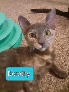 Dorothy