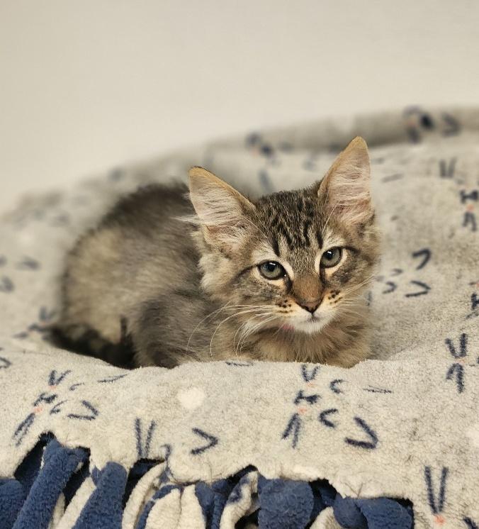 Kitten 27235 (Libra)